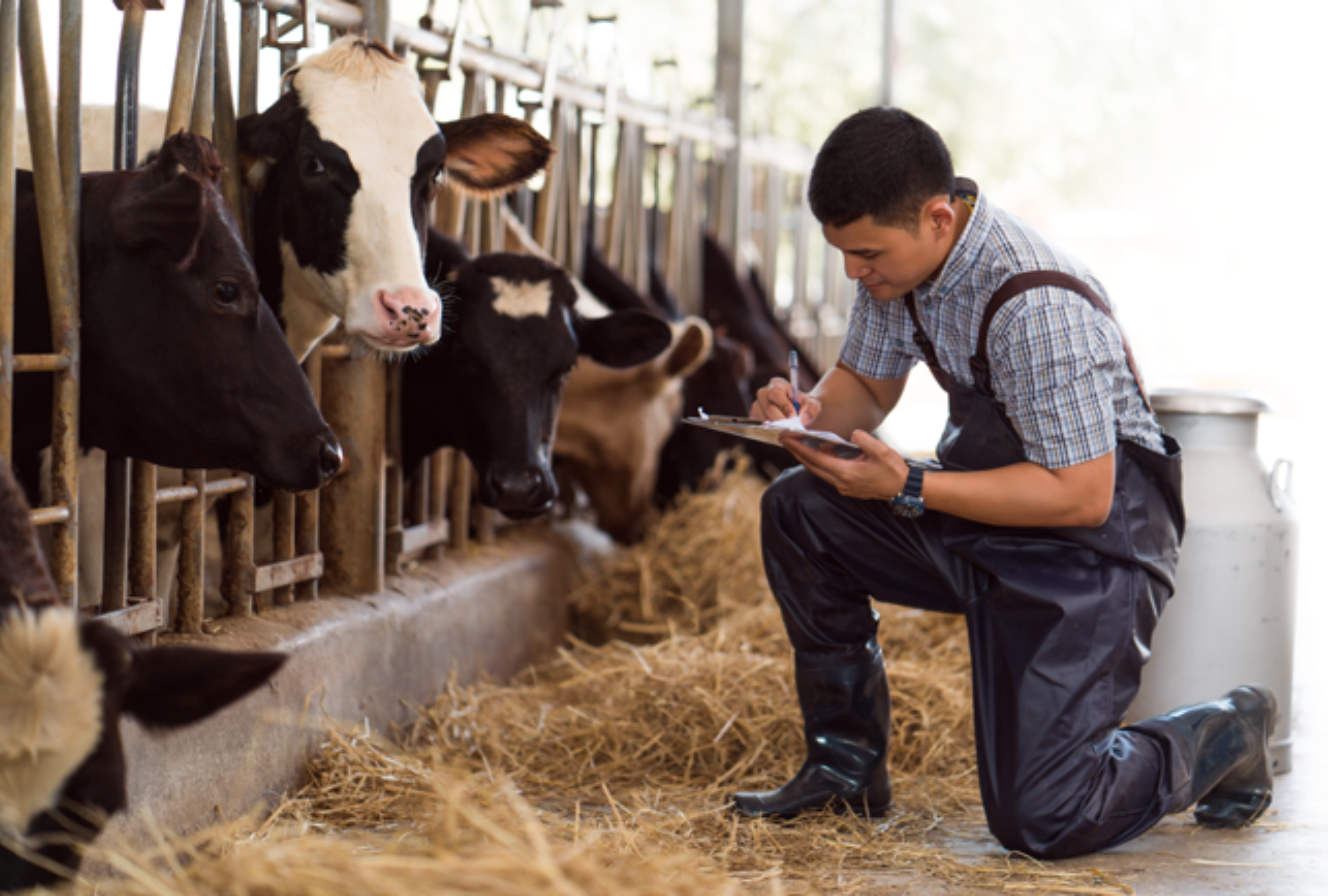Read more about the article Zwiększ jakość i wydajność swojego stada i zobacz ile możesz zaoszczędzić…